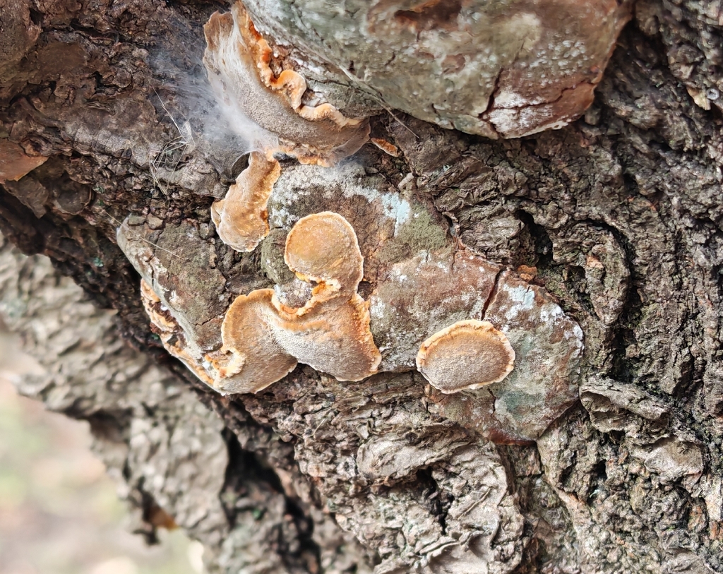 Phellinus pomaceus · November 2025 · photo: © p_andrey (iNaturalist, cc-by-nc)