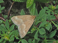 Pyrausta aerealis
