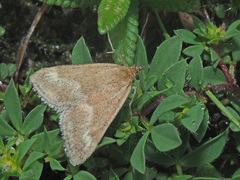 Pyrausta aerealis