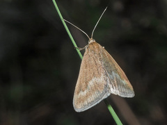 Pyrausta aerealis