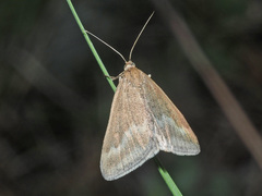 Pyrausta aerealis