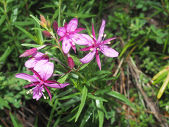 Chamaenerion fleischeri