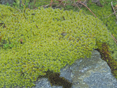 Racomitrium canescens