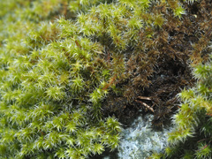 Racomitrium canescens