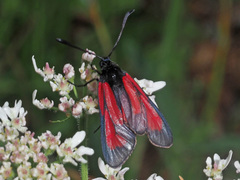 Zygaena purpuralis