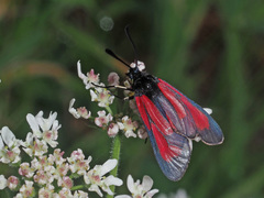 Zygaena purpuralis