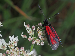 Zygaena purpuralis