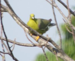 Treron australis