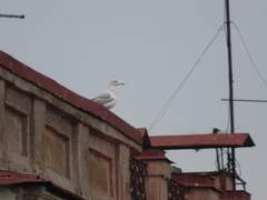 Larus argentatus