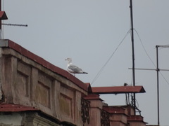 Larus argentatus