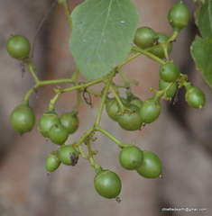 Cordia dichotoma