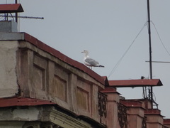 Larus argentatus