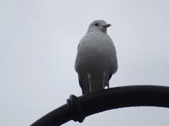 Larus canus