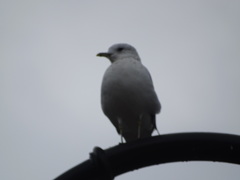 Larus canus