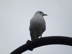 Larus canus
