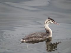 Podiceps cristatus
