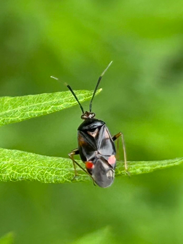 Red-spotted Plant Bug photo 6