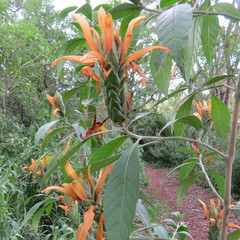 Metarungia