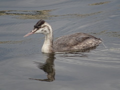 Podiceps cristatus