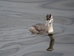 Podiceps cristatus