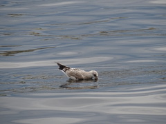 Larus canus