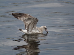 Larus canus