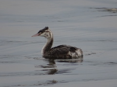 Podiceps cristatus