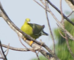 Treron australis
