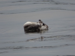 Podiceps cristatus