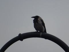 Corvus cornix