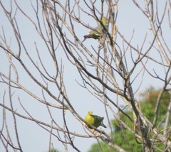 Treron australis