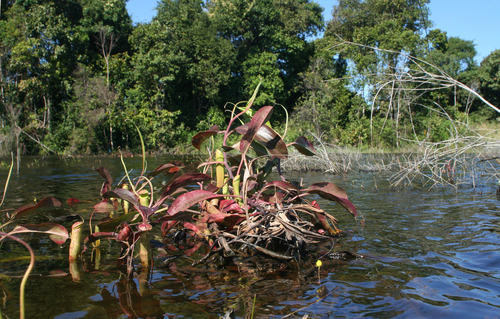 Nepenthes mirabilis