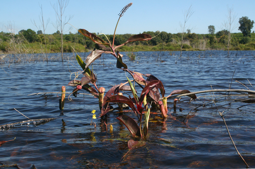 Nepenthes mirabilis