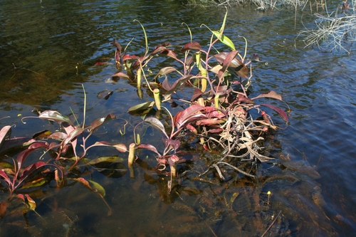 Nepenthes mirabilis