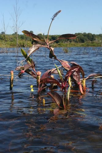 Nepenthes mirabilis
