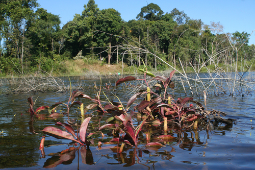 Nepenthes mirabilis