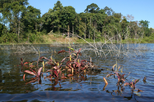 Nepenthes mirabilis