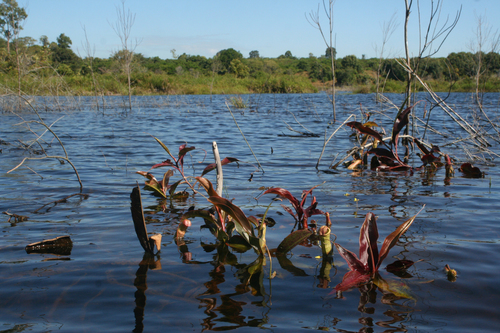 Nepenthes mirabilis