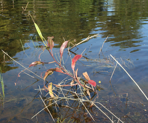 Nepenthes mirabilis