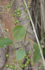 Cordia dichotoma