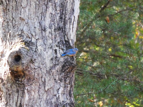 Eastern Bluebird