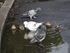Columba livia domestica