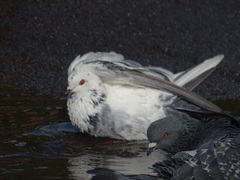 Columba livia domestica