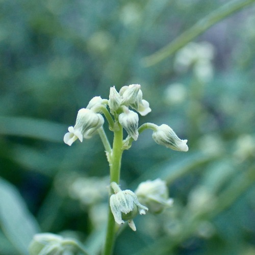 Baja California Green-Violet (Hybanthus fruticulosus)