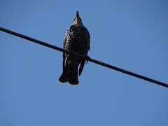 Sturnus vulgaris