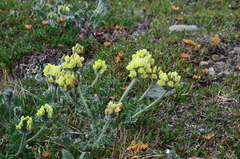 Oxytropis maydelliana