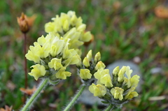 Oxytropis maydelliana