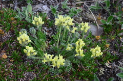 Oxytropis maydelliana
