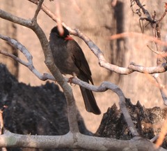 Hypsipetes madagascariensis