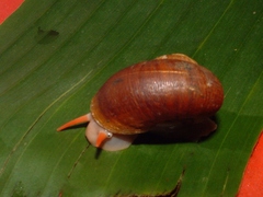 Neocyclotidae